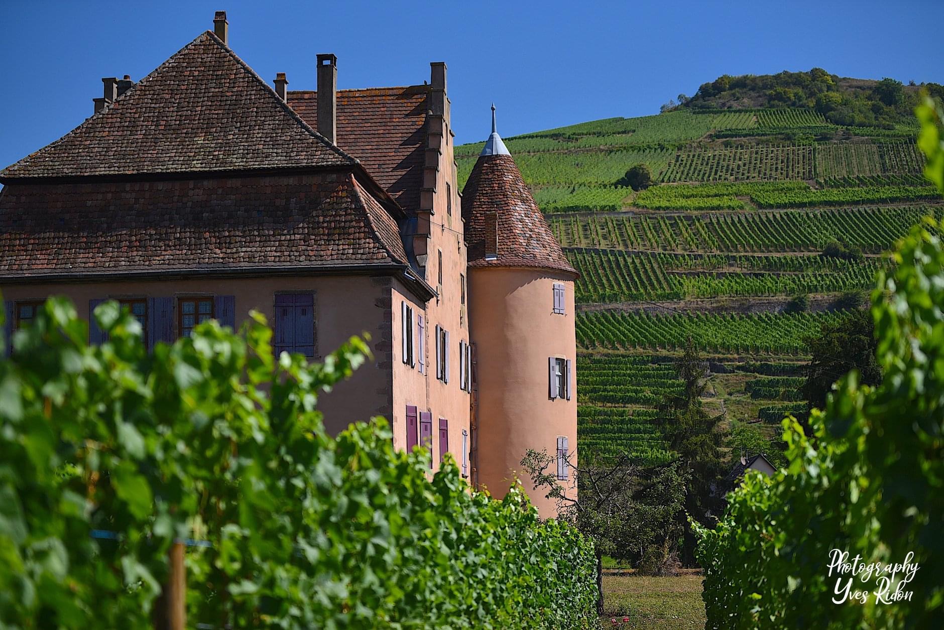 chateau wagenbourg au coeur des vignes d'alsace